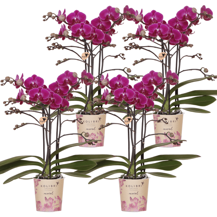 Offre combinée - 4 Orchidées - Orchidée Phalaenopsis