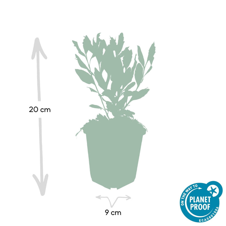 Aster ageratoides 'Ashvi' - 20cm - Acheter une plante d'intérieur