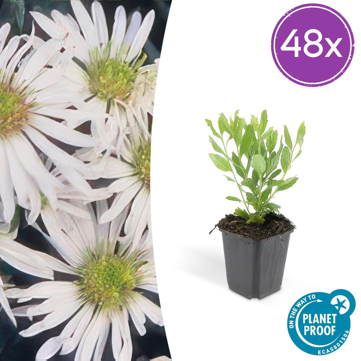 Aster ageratoides 'Ashvi' - 20cm - Acheter une plante d'intérieur