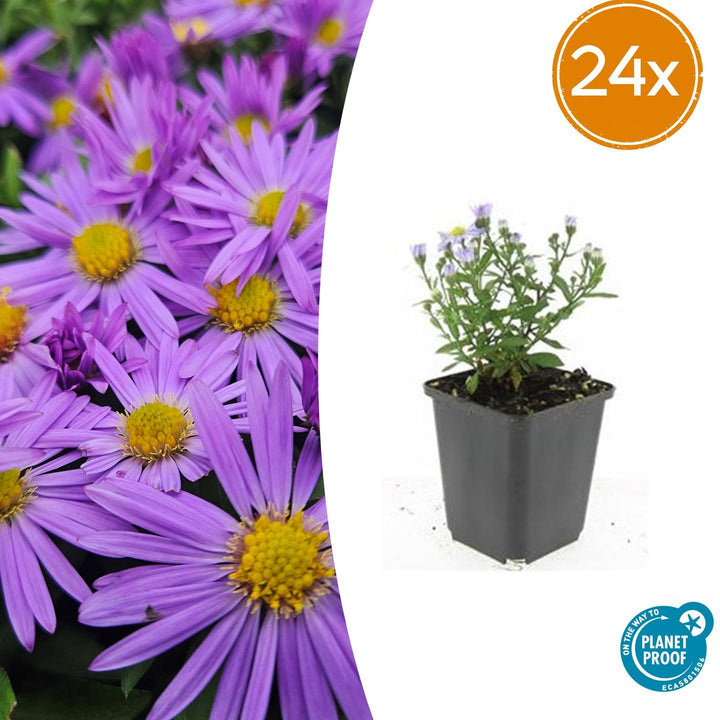 Aster 'Prof. Anton Kippenberg' - 20cm - Acheter une plante d'intérieur