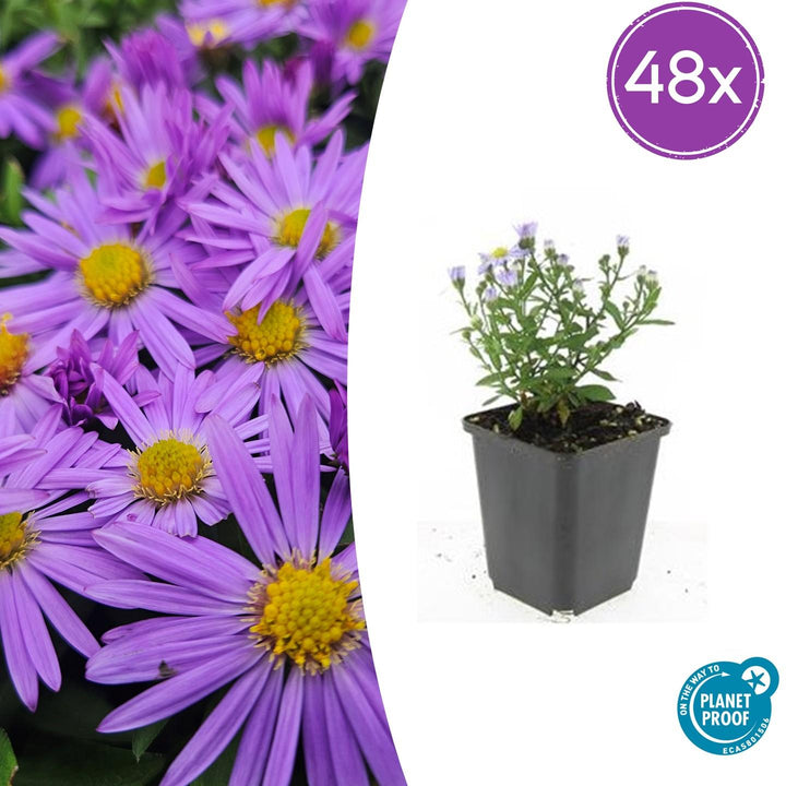 Aster 'Prof. Anton Kippenberg' - 20cm - Acheter une plante d'intérieur