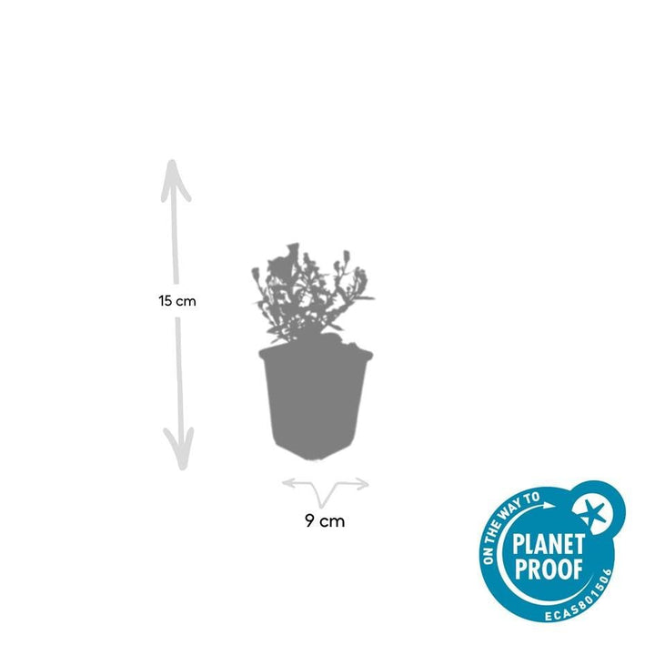 Aster 'Prof. Anton Kippenberg' - 20cm - Acheter une plante d'intérieur