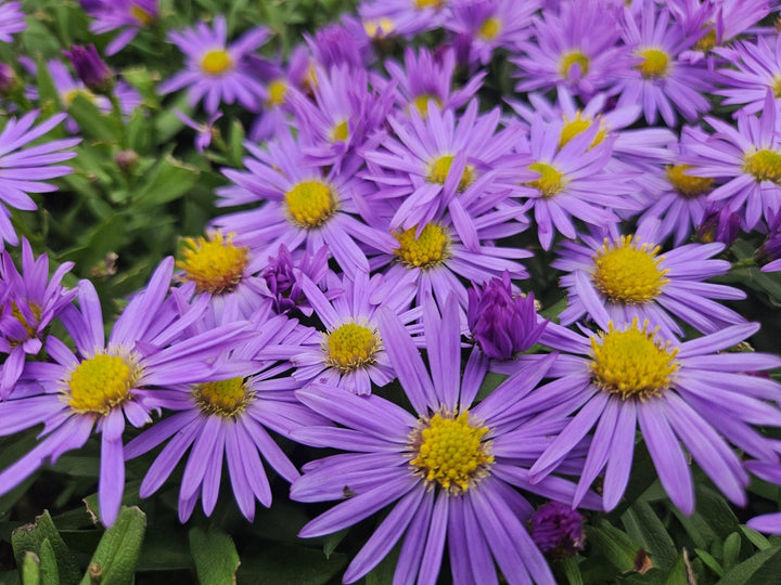 Aster 'Prof. Anton Kippenberg' - 20cm - Acheter une plante d'intérieur