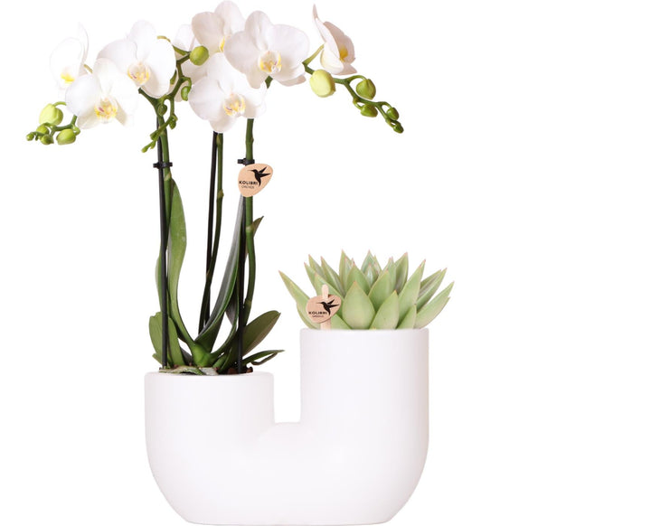 Combi deal - Orchidee Andorra + Succulent Miranda in pot Tube