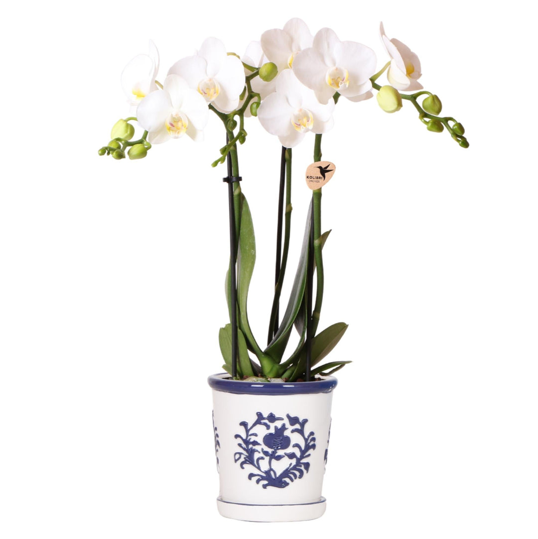 Orchidée Jamaïque (Phalaenopsis) pot décoratif « Malaga » inclus