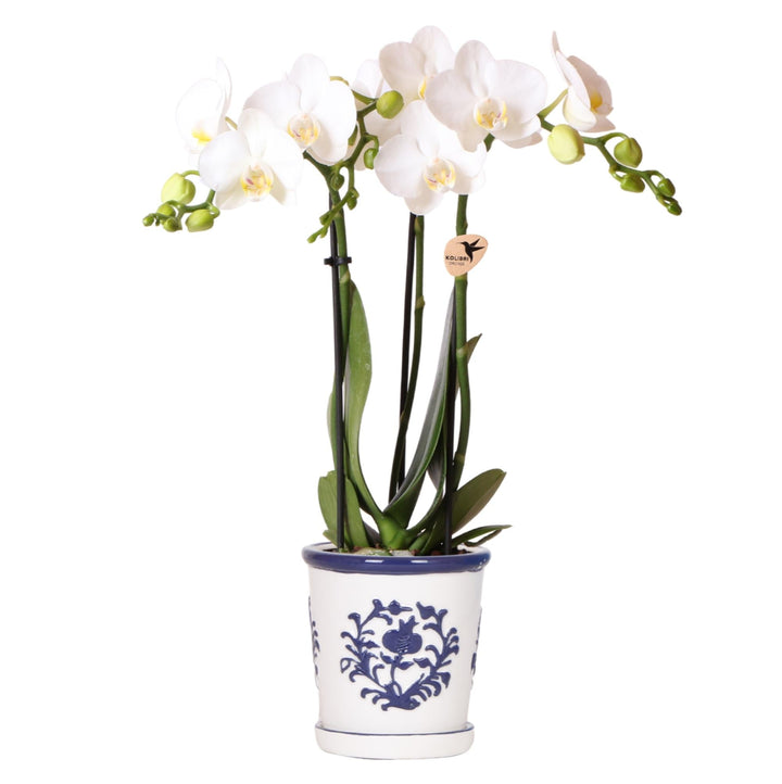Orchidée Jamaïque (Phalaenopsis) pot décoratif « Malaga » inclus