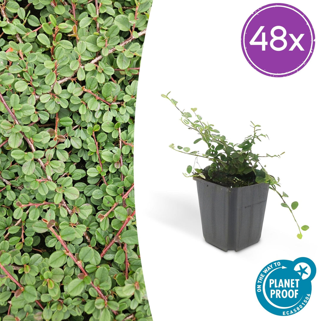 Cotoneaster Prostratus 'Queen of Carpets' - 20cm | Koop
