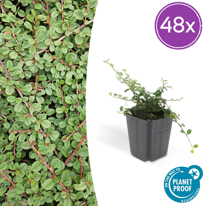 Cotoneaster Prostratus 'Queen of Carpets' - 20cm | Koop