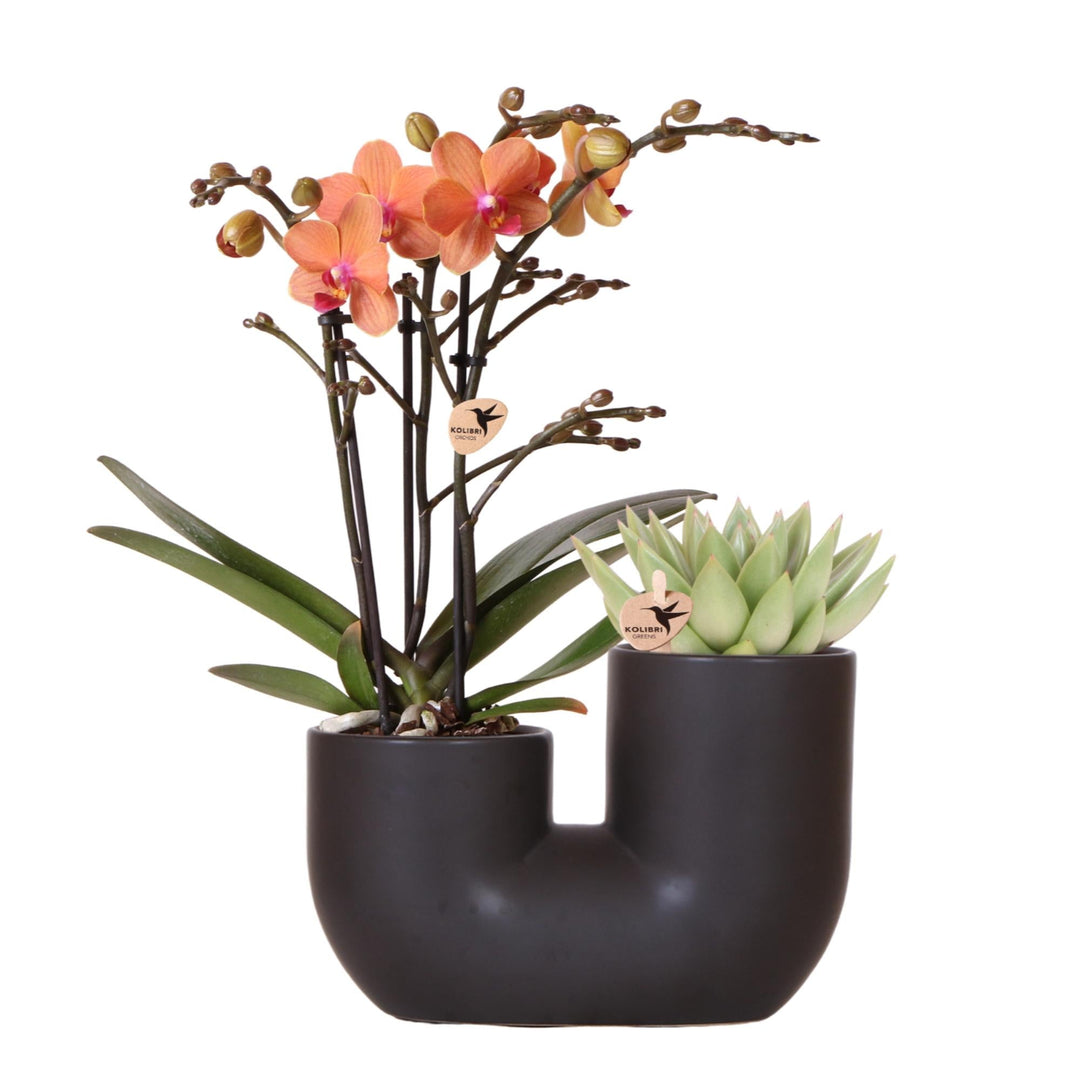 Combi deal - Orchidee Andorra + Succulent Miranda in pot Tube