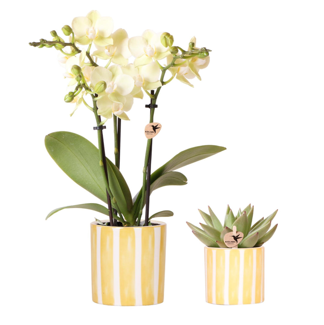 Offre combinée - Orchidée Mexico + Succulente avec cache-pots Painted
