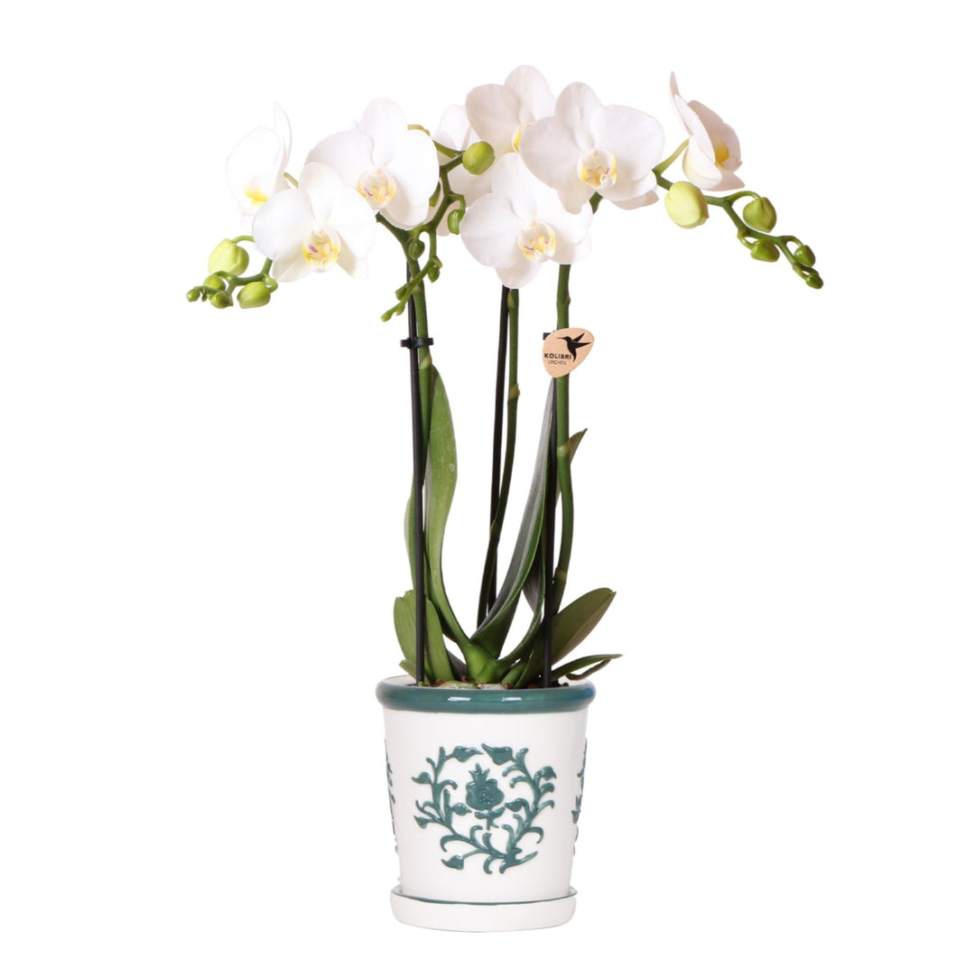 Orchidée Jamaïque (Phalaenopsis) pot décoratif « Malaga » inclus