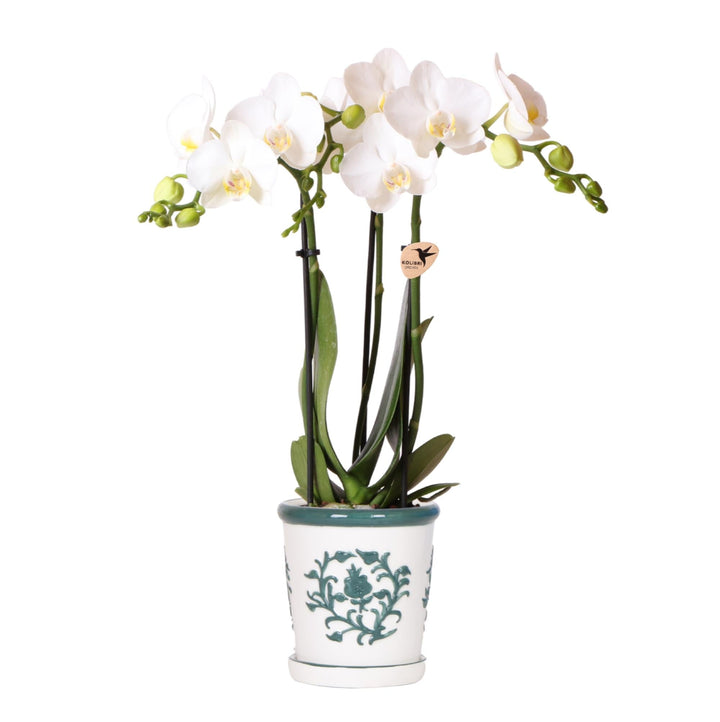 Orchidée Jamaïque (Phalaenopsis) pot décoratif « Malaga » inclus