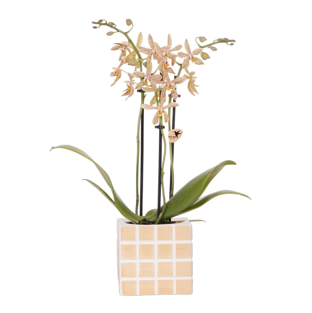 Orchidée (Phalaenopsis) avec pot Mosa - Orchidée Phalaenopsis