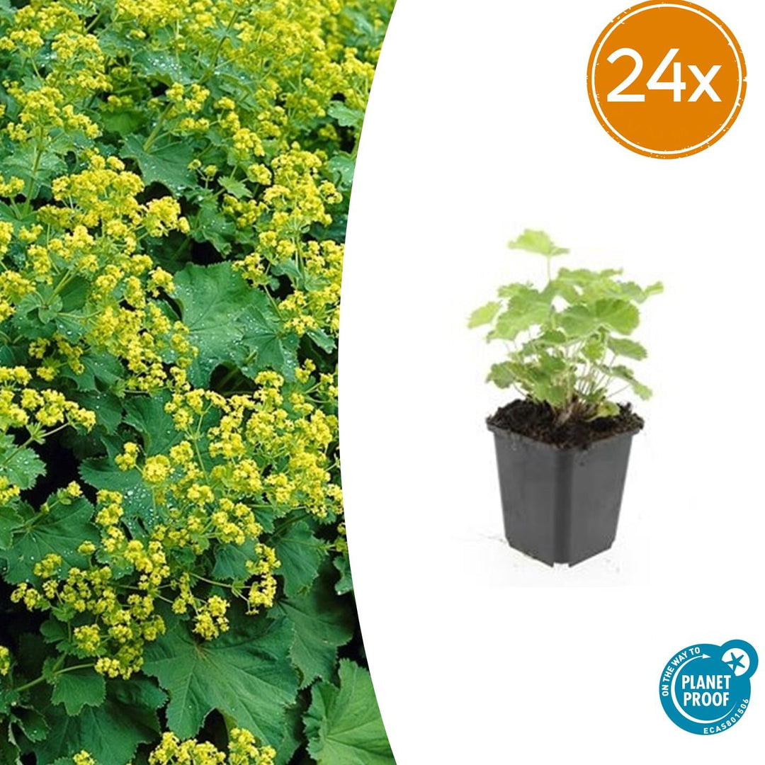 Alchemilla Mollis - 20cm - Acheter une plante d'intérieur