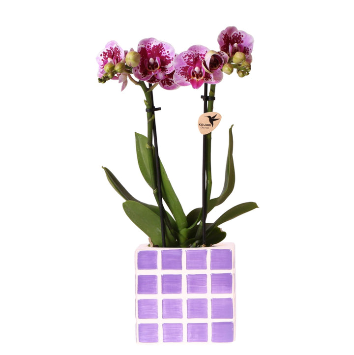 Orchidée (Phalaenopsis) avec pot Mosa - Orchidée Phalaenopsis