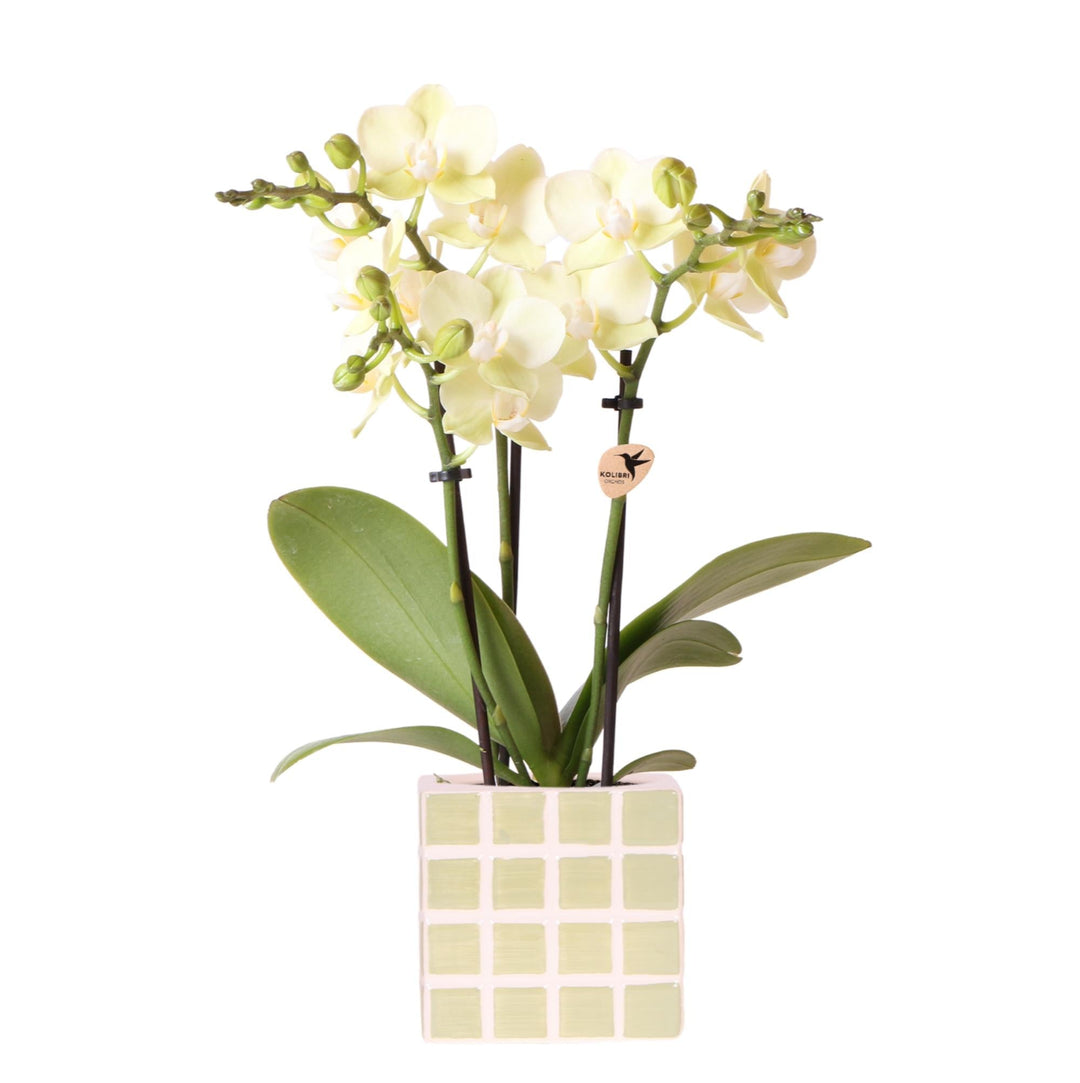 Orchidée (Phalaenopsis) avec pot Mosa - Orchidée Phalaenopsis