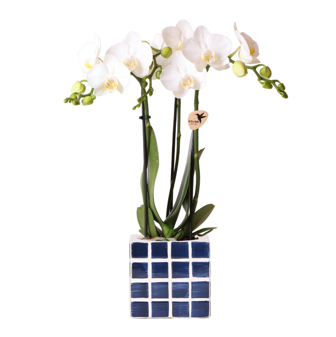 Orchidée (Phalaenopsis) avec pot Mosa - Orchidée Phalaenopsis
