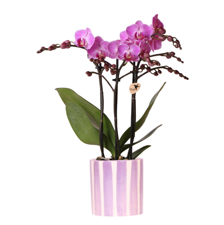 Orchidée (Phalaenopsis) avec pot 'Painted Stripe'