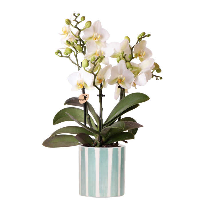 Orchidée (Phalaenopsis) avec pot 'Painted Stripe'