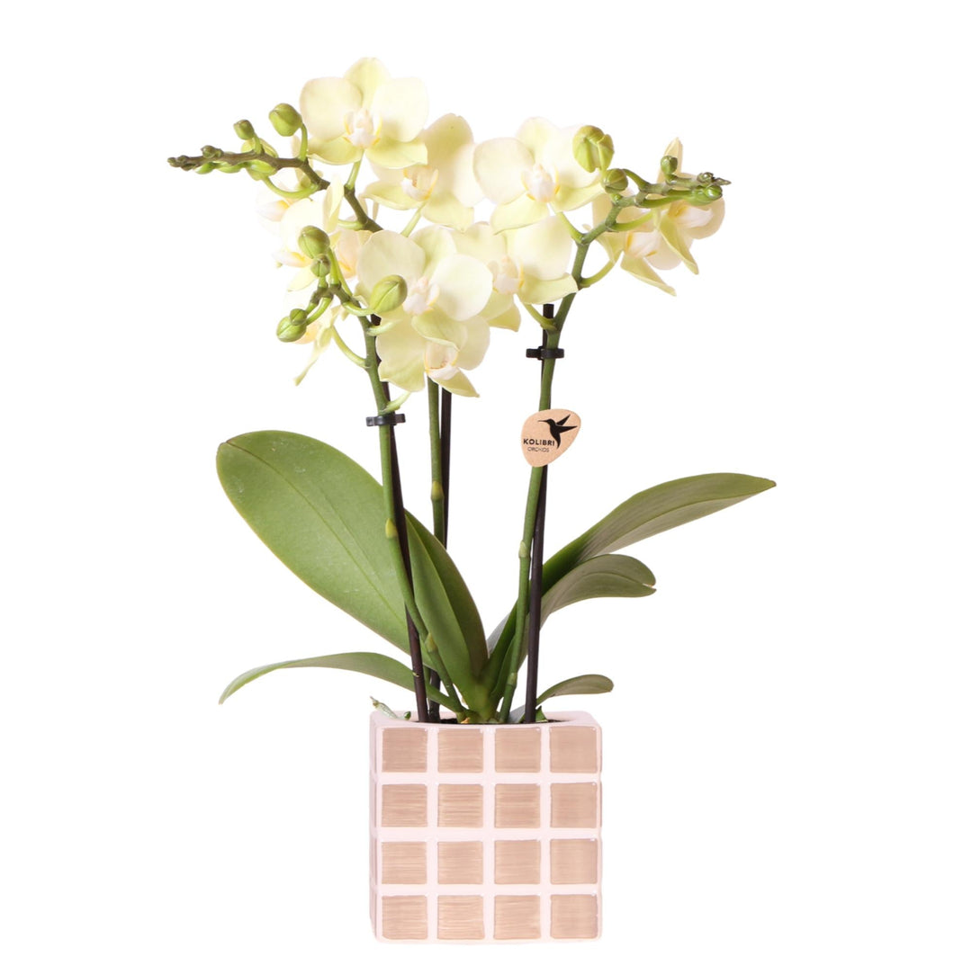 Orchidée (Phalaenopsis) avec pot Mosa - Orchidée Phalaenopsis