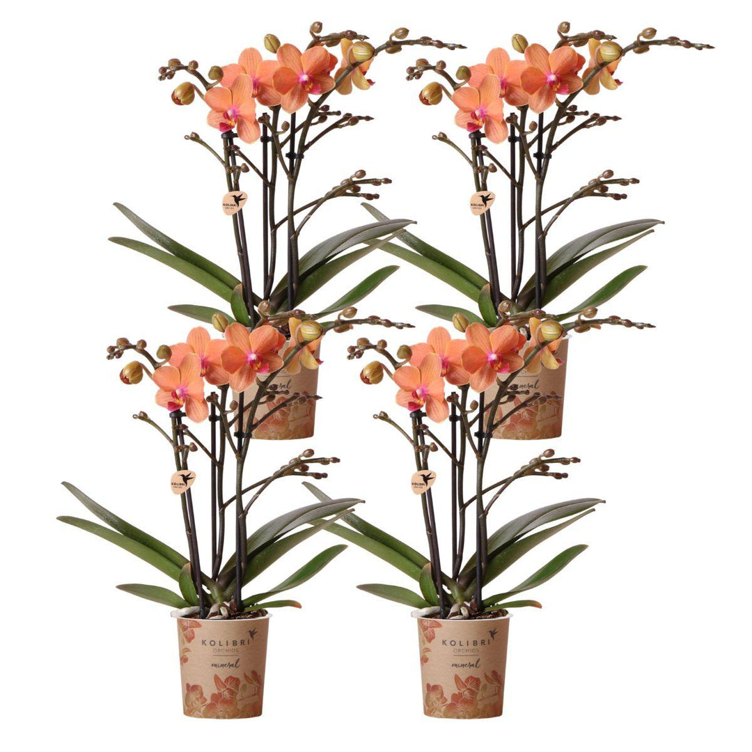 Offre combinée - 4 Orchidées - Orchidée Phalaenopsis
