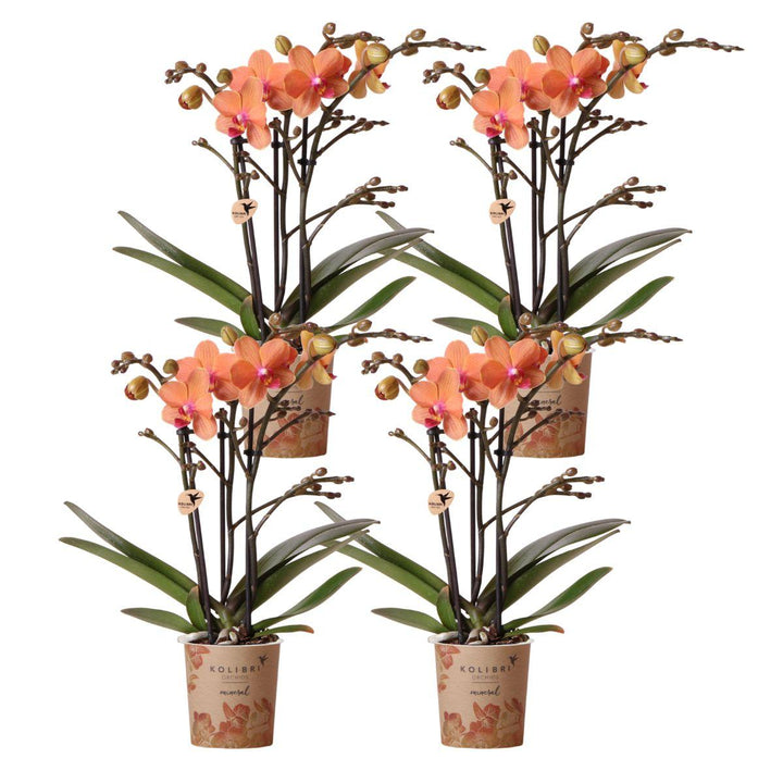 Offre combinée - 4 Orchidées - Orchidée Phalaenopsis
