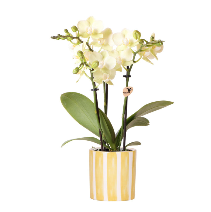 Orchidée (Phalaenopsis) avec pot 'Painted Stripe'