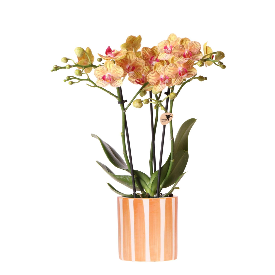 Orchidée (Phalaenopsis) avec pot 'Painted Stripe'