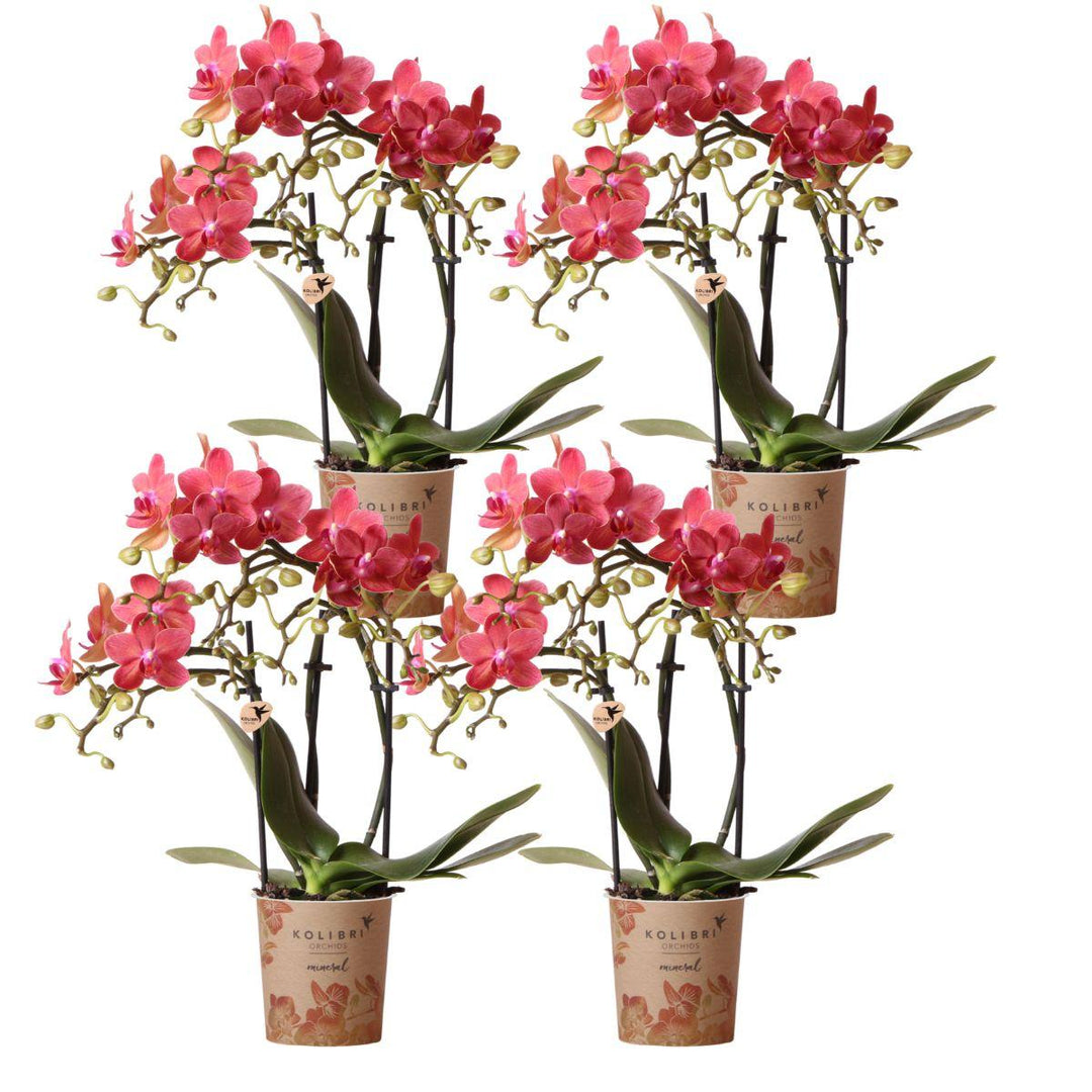 Offre combinée - 4 Orchidées - Orchidée Phalaenopsis