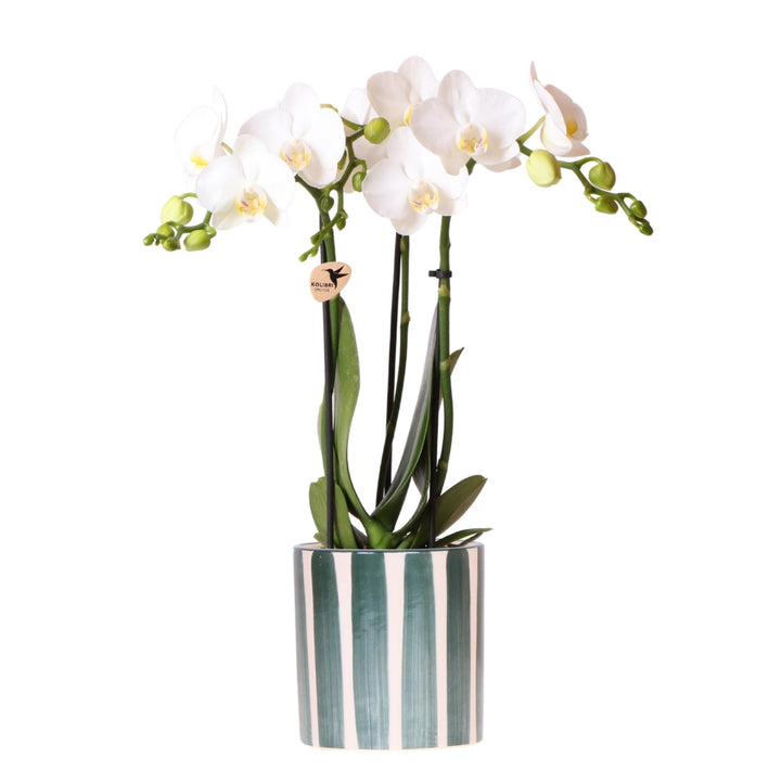 Orchidée (Phalaenopsis) avec pot 'Painted Stripe'