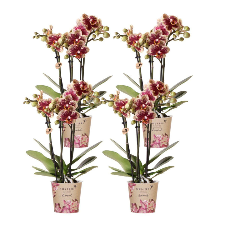 Offre combinée - 4 Orchidées - Orchidée Phalaenopsis