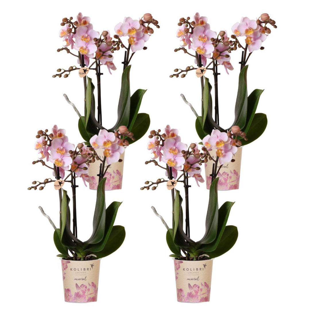Offre combinée - 4 Orchidées - Orchidée Phalaenopsis