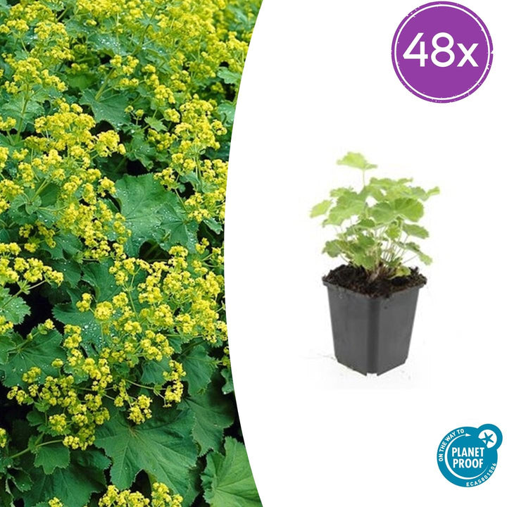 Alchemilla Mollis - 20cm - Acheter une plante d'intérieur