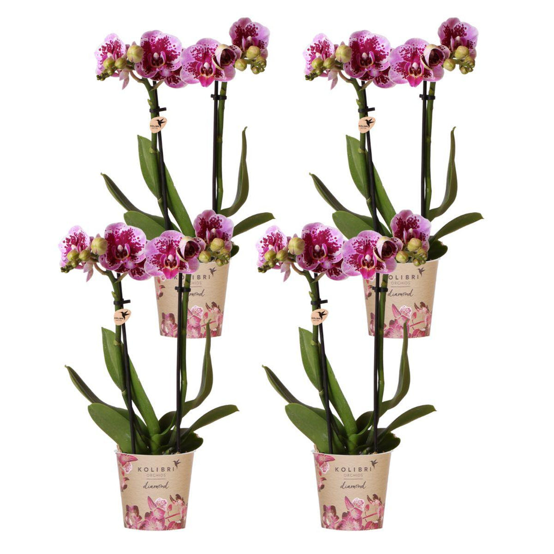 Offre combinée - 4 Orchidées - Orchidée Phalaenopsis