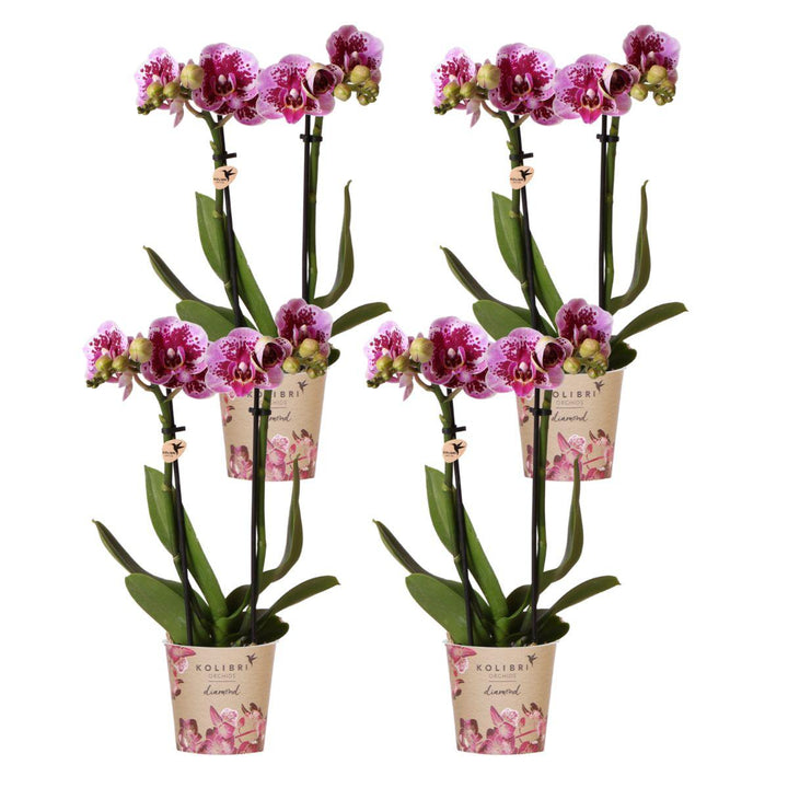 Offre combinée - 4 Orchidées - Orchidée Phalaenopsis