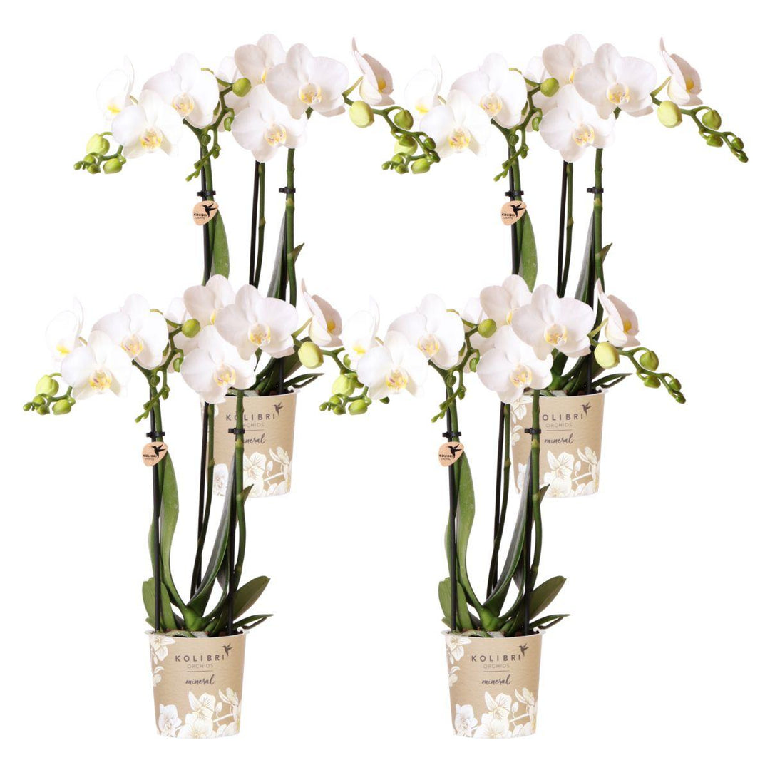 Offre combinée - 4 Orchidées - Orchidée Phalaenopsis