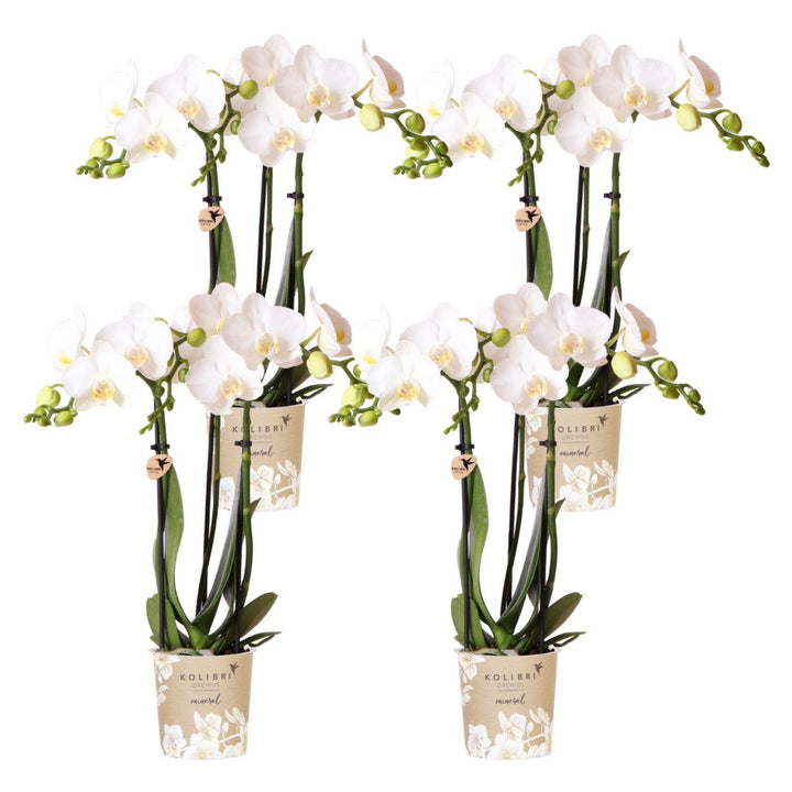 Offre combinée - 4 Orchidées - Orchidée Phalaenopsis