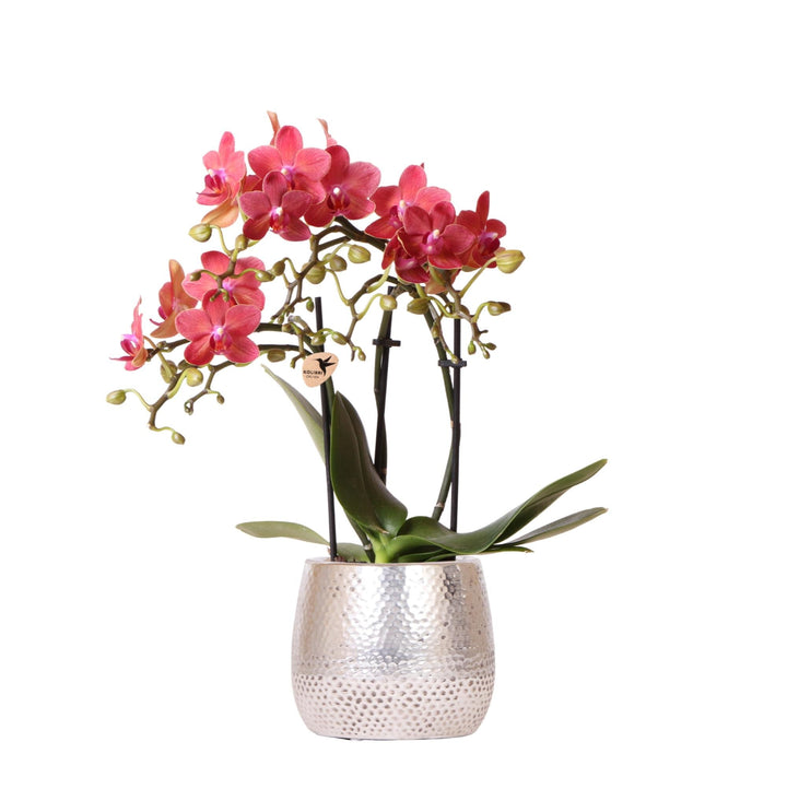 Luxe Orchidee inclusief pot Elite - 40cm - Sierpot Kamerplant