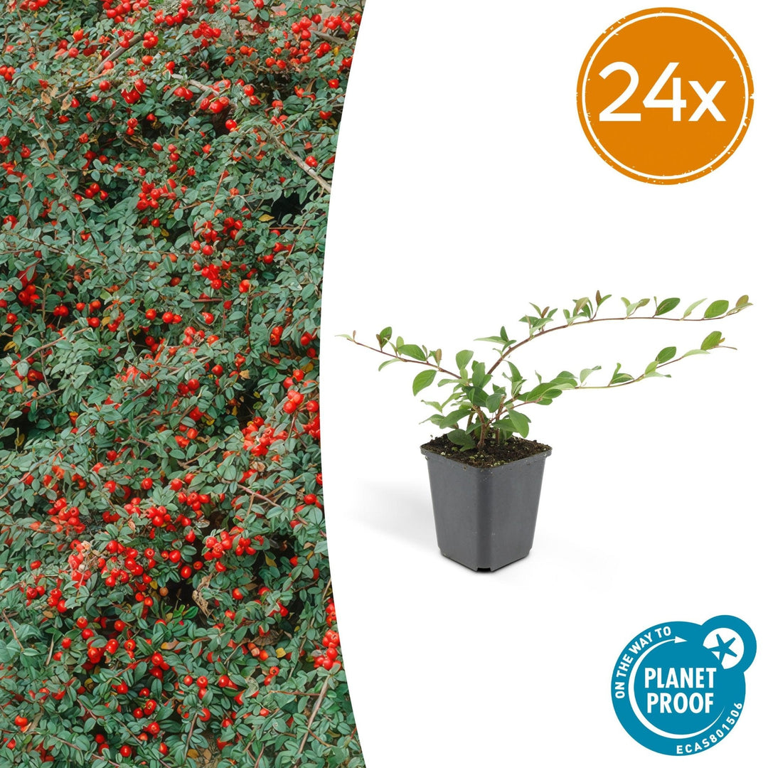 Cotoneaster Dammeri 'Major' - 25cm - Kamerplant Kopen