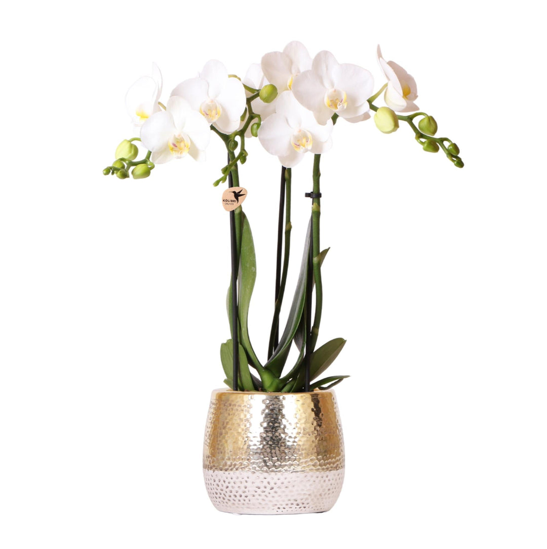 Luxe Orchidee inclusief pot Elite - 40cm - Sierpot Kamerplant