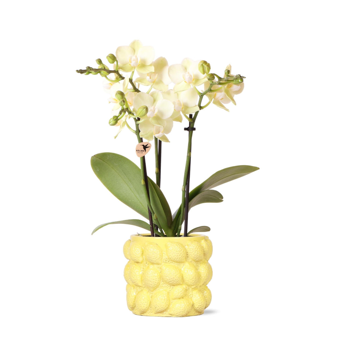 Orchidee (Phalaenopsis) inclusief sierpot fruit - 40cm
