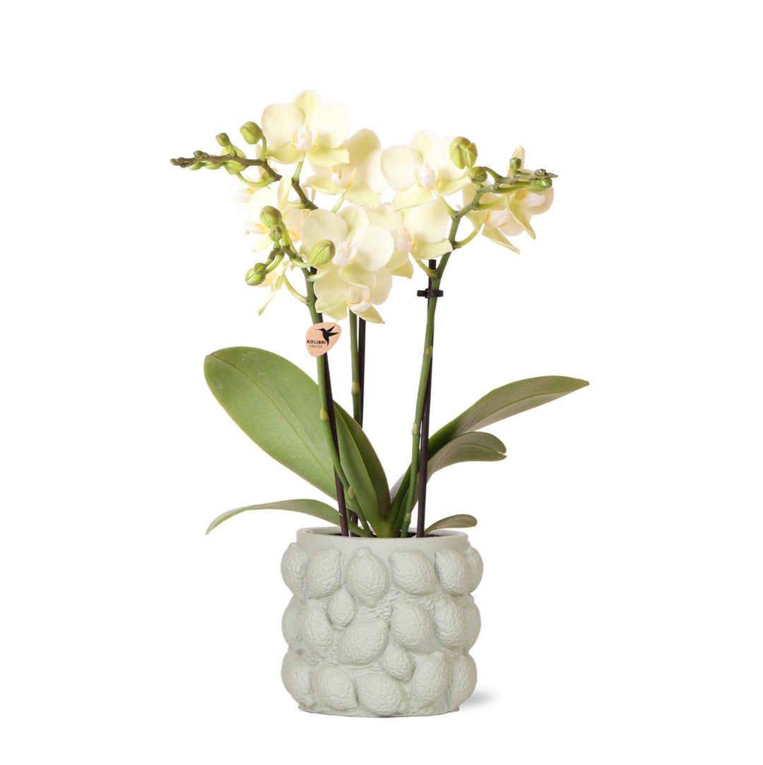 Orchidee (Phalaenopsis) inclusief sierpot fruit - 40cm