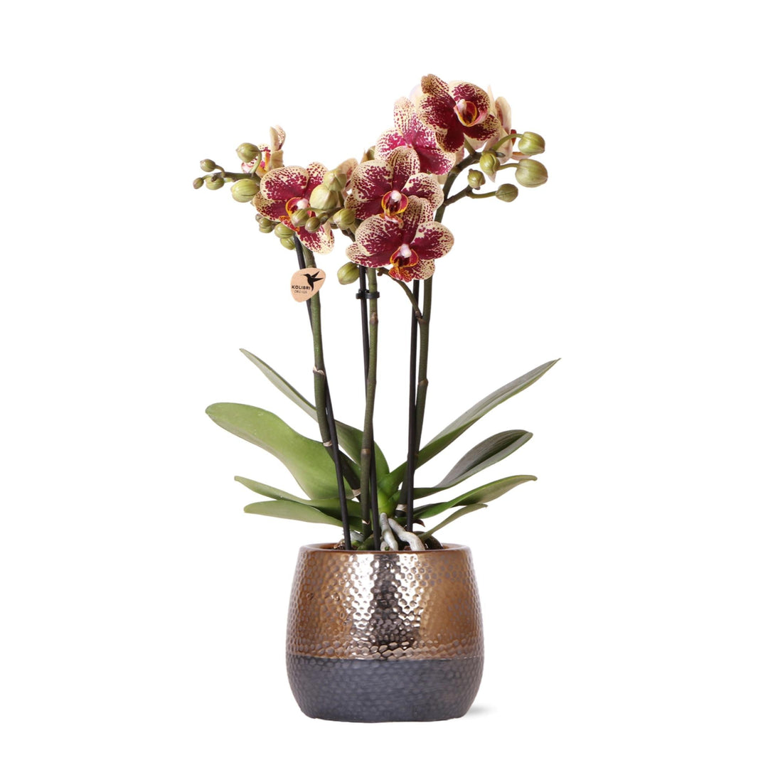 Luxe Orchidee inclusief pot Elite - 40cm - Sierpot Kamerplant
