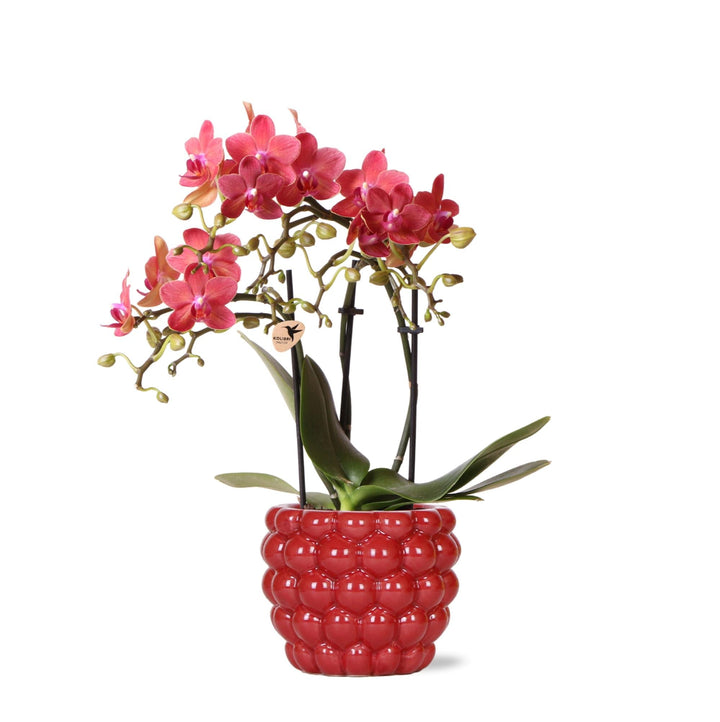 Orchidee (Phalaenopsis) inclusief sierpot fruit - 40cm