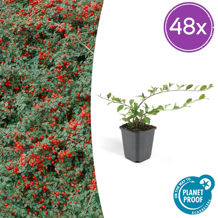Cotoneaster Dammeri 'Major' - 25cm - Kamerplant Kopen