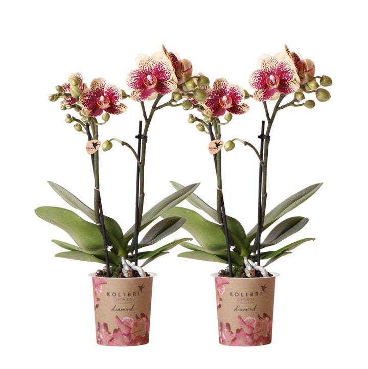 Combi deal - 2 Orchideeën - Phalaenopsis Orchidee