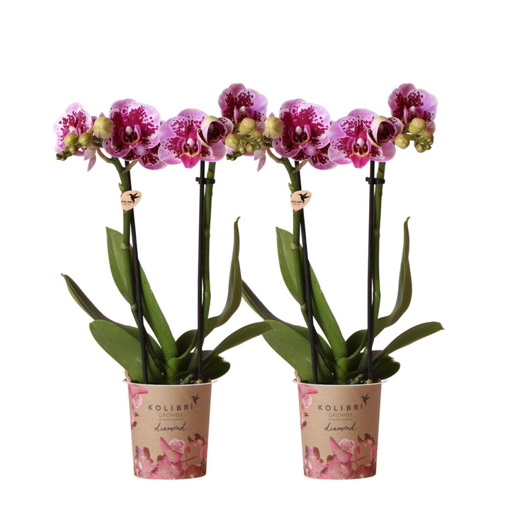 Combi deal - 2 Orchideeën - Phalaenopsis Orchidee