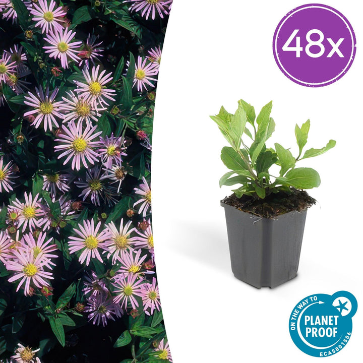 Aster Ageratoides 'Asran' - 20cm - Acheter une plante d'intérieur