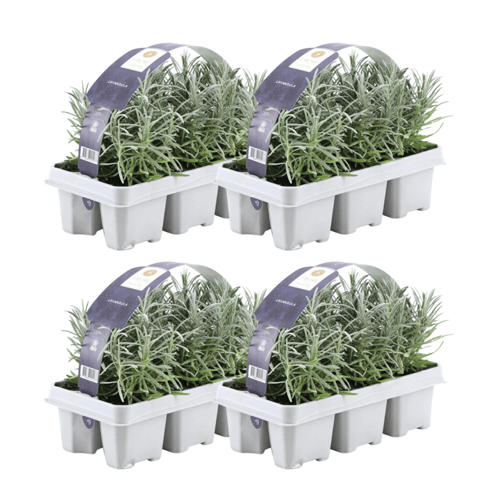 4x lot de 6 Lavandes Angustifolia - 15 cm
