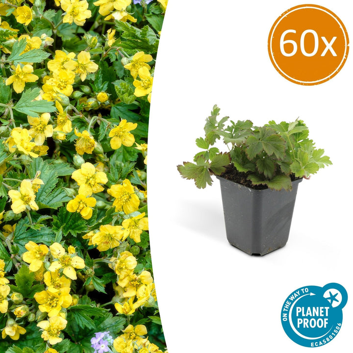 Waldsteinia Ternata - 20cm - Acheter une plante d'intérieur